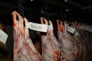 Cradoc Hill Abattoir - Huon Valley Meat Co - Captured at Skyview Processing Abattoir, Cygnet TAS Australia.