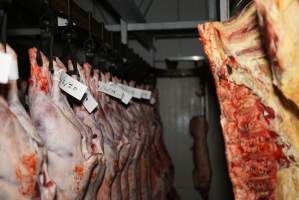 Cradoc Hill Abattoir - Huon Valley Meat Co - Captured at Skyview Processing Abattoir, Cygnet TAS Australia.