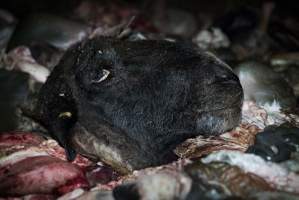 Cradoc Hill Abattoir - Huon Valley Meat Co - Captured at Skyview Processing Abattoir, Cygnet TAS Australia.