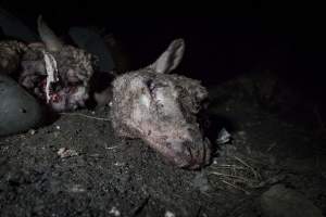 Cradoc Hill Abattoir - Huon Valley Meat Co - Captured at Skyview Processing Abattoir, Cygnet TAS Australia.