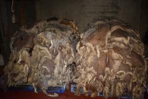 Cradoc Hill Abattoir - Huon Valley Meat Co - Captured at Skyview Processing Abattoir, Cygnet TAS Australia.