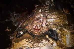 Cradoc Hill Abattoir - Huon Valley Meat Co - Captured at Skyview Processing Abattoir, Cygnet TAS Australia.