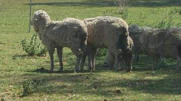 Sick Sheep - BREAKING NEGLECT CASE Bear Witness Australia has just received a distressing story and some quick snaps of a horrendous scene of neglect in Australian sheep farming in rural Victoria. With little faith, this case will be reported to the RSPCA. To encourage action and investigation by them we urge the supporters of this page to please share this post; show them people are about justice for sheep. It would also mean a lot to the shocked and distressed anonymous witnesses of this case who spent their afternoon counting the dead. 