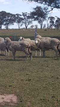 Sick Sheep - BREAKING NEGLECT CASE Bear Witness Australia has just received a distressing story and some quick snaps of a horrendous scene of neglect in Australian sheep farming in rural Victoria. With little faith, this case will be reported to the RSPCA. To encourage action and investigation by them we urge the supporters of this page to please share this post; show them people are about justice for sheep. It would also mean a lot to the shocked and distressed anonymous witnesses of this case who spent their afternoon counting the dead. 