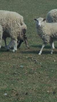 Sick Sheep - BREAKING NEGLECT CASE Bear Witness Australia has just received a distressing story and some quick snaps of a horrendous scene of neglect in Australian sheep farming in rural Victoria. With little faith, this case will be reported to the RSPCA. To encourage action and investigation by them we urge the supporters of this page to please share this post; show them people are about justice for sheep. It would also mean a lot to the shocked and distressed anonymous witnesses of this case who spent their afternoon counting the dead. 