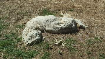 Dead Sheep - BREAKING NEGLECT CASE Bear Witness Australia has just received a distressing story and some quick snaps of a horrendous scene of neglect in Australian sheep farming in rural Victoria. With little faith, this case will be reported to the RSPCA. To encourage action and investigation by them we urge the supporters of this page to please share this post; show them people are about justice for sheep. It would also mean a lot to the shocked and distressed anonymous witnesses of this case who spent their afternoon counting the dead.