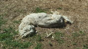 Dead Sheep - BREAKING NEGLECT CASE Bear Witness Australia has just received a distressing story and some quick snaps of a horrendous scene of neglect in Australian sheep farming in rural Victoria. With little faith, this case will be reported to the RSPCA. To encourage action and investigation by them we urge the supporters of this page to please share this post; show them people are about justice for sheep. It would also mean a lot to the shocked and distressed anonymous witnesses of this case who spent their afternoon counting the dead. 