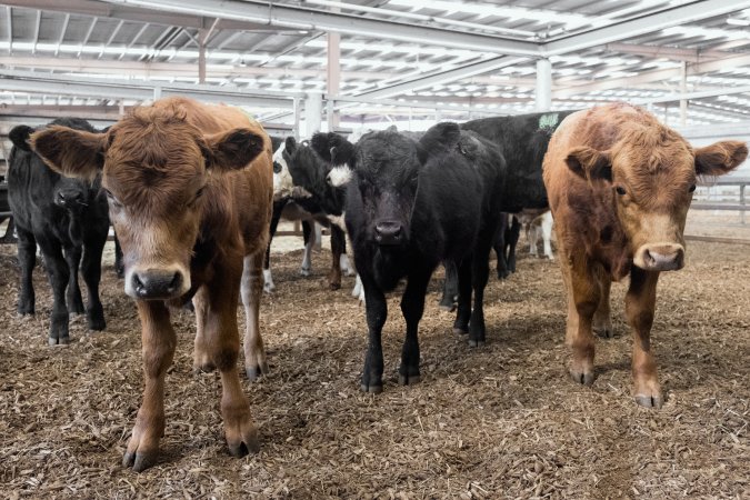 Captured at Victorian Livestock Exchange - Pakenham, Pakenham VIC Australia.