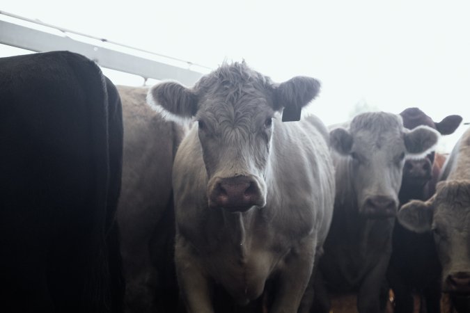 Captured at Victorian Livestock Exchange - Pakenham, Pakenham VIC Australia.