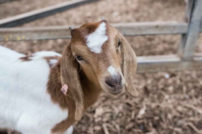 Captured at Victorian Livestock Exchange - Pakenham, Pakenham VIC Australia.