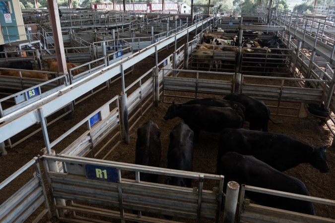 Captured at Victorian Livestock Exchange - Pakenham, Pakenham VIC Australia.