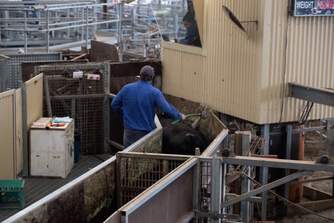 Captured at Victorian Livestock Exchange - Pakenham, Pakenham VIC Australia.