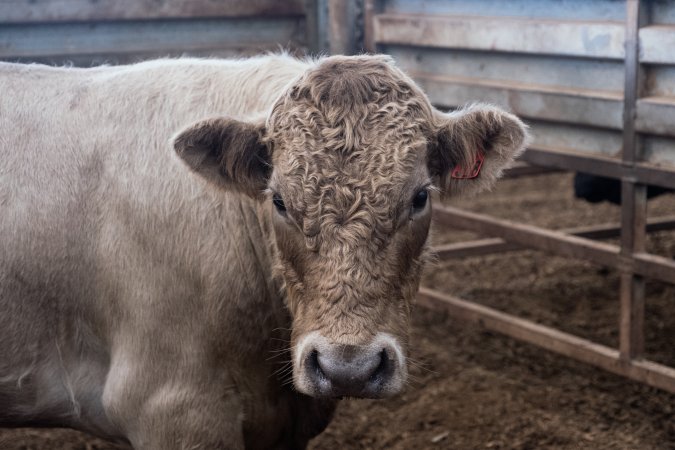 Captured at Victorian Livestock Exchange - Pakenham, Pakenham VIC Australia.