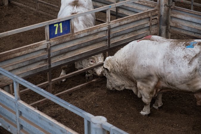 Captured at Victorian Livestock Exchange - Pakenham, Pakenham VIC Australia.