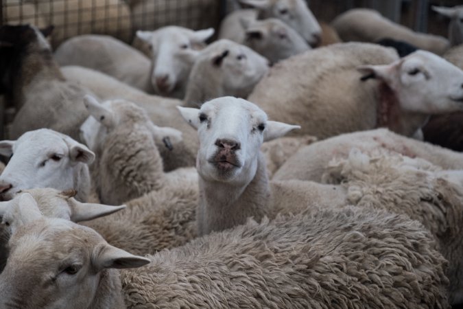 Captured at Victorian Livestock Exchange - Pakenham, Pakenham VIC Australia.