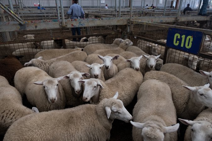 Captured at Victorian Livestock Exchange - Pakenham, Pakenham VIC Australia.