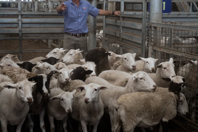 Captured at Victorian Livestock Exchange - Pakenham, Pakenham VIC Australia.