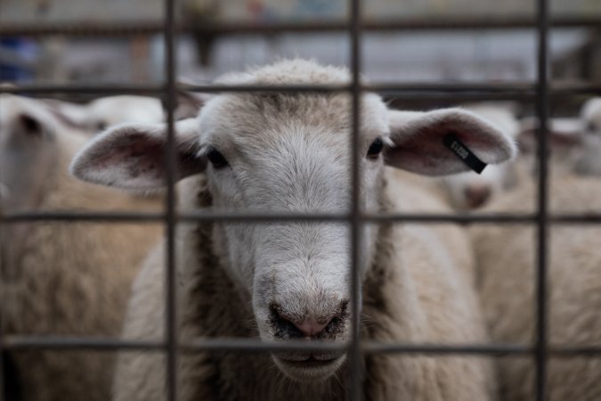 Captured at Victorian Livestock Exchange - Pakenham, Pakenham VIC Australia.