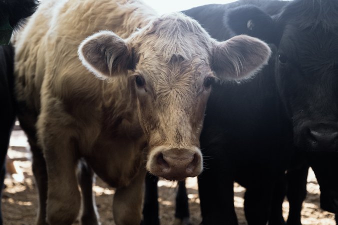 Captured at Victorian Livestock Exchange - Pakenham, Pakenham VIC Australia.