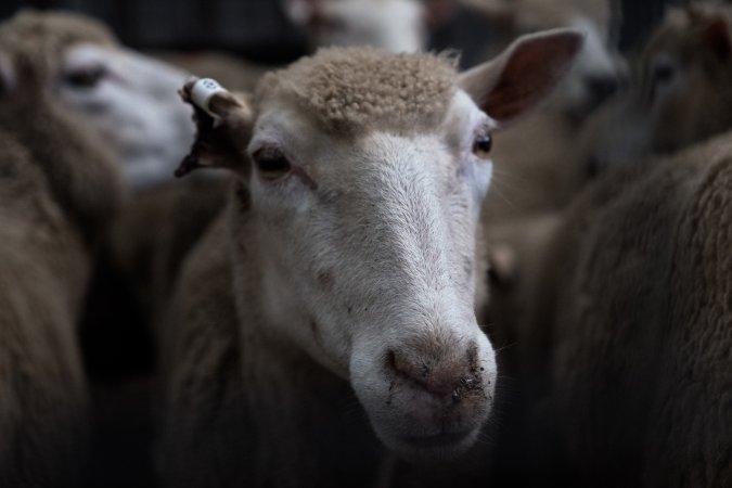 Captured at Victorian Livestock Exchange - Pakenham, Pakenham VIC Australia.