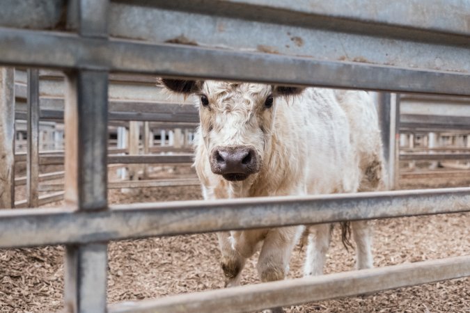 Captured at Victorian Livestock Exchange - Pakenham, Pakenham VIC Australia.