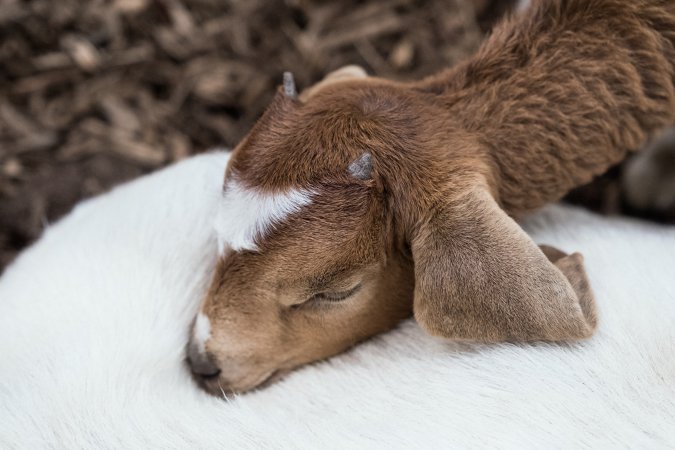 Captured at Victorian Livestock Exchange - Pakenham, Pakenham VIC Australia.