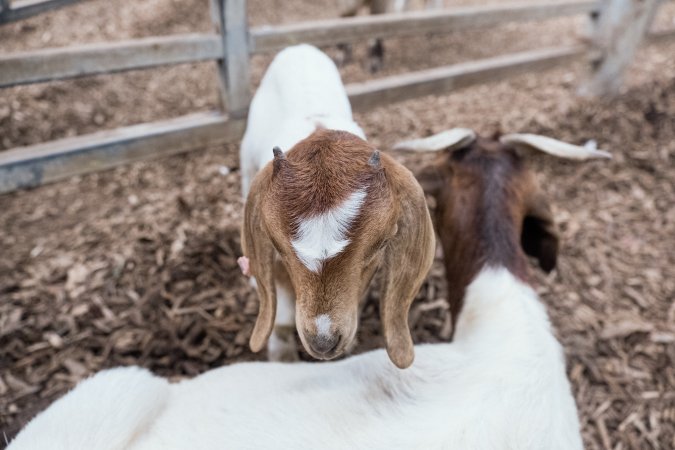 Captured at Victorian Livestock Exchange - Pakenham, Pakenham VIC Australia.