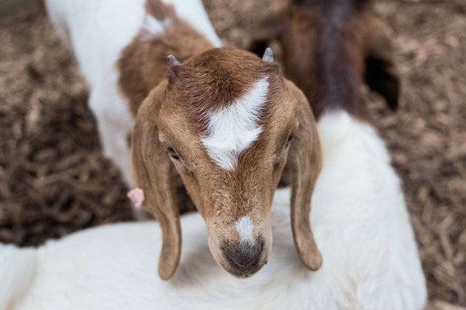 Captured at Victorian Livestock Exchange - Pakenham, Pakenham VIC Australia.