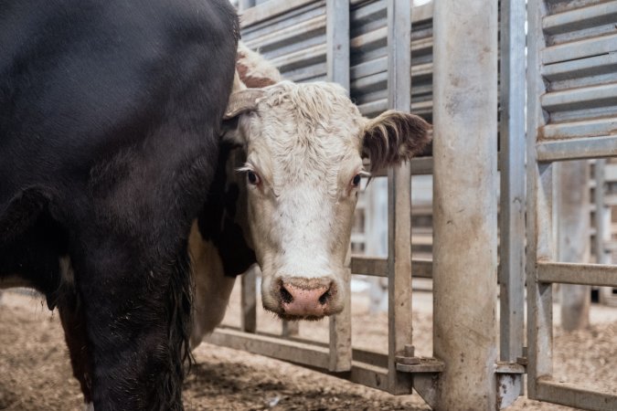 Captured at Victorian Livestock Exchange - Pakenham, Pakenham VIC Australia.