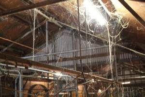 Cobb Webs In The Ceiling - Captured at Glasshouse Country Farms, Beerburrum QLD Australia.