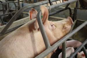 Sow Looking Back - Captured at Glasshouse Country Farms, Beerburrum QLD Australia.