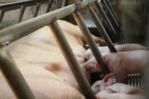 Piglets Feeding - Captured at Glasshouse Country Farms, Beerburrum QLD Australia.