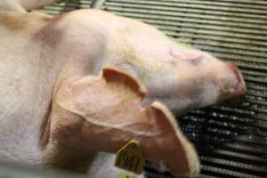 Sows Mutilated Ear - Captured at Glasshouse Country Farms, Beerburrum QLD Australia.