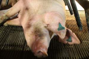 Sow lying down in crate - Captured at Glasshouse Country Farms, Beerburrum QLD Australia.