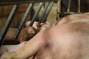 Piglets feeding 2 - Captured at Glasshouse Country Farms, Beerburrum QLD Australia.