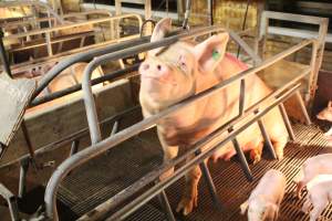 Sow sitting in Crate - Captured at Glasshouse Country Farms, Beerburrum QLD Australia.