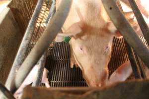 Sow standing up - Captured at Glasshouse Country Farms, Beerburrum QLD Australia.