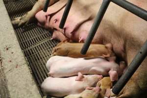 Piglets feeding 3 - Captured at Glasshouse Country Farms, Beerburrum QLD Australia.