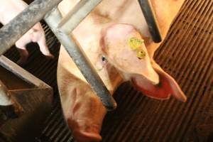 Sow looking up - Captured at Glasshouse Country Farms, Beerburrum QLD Australia.