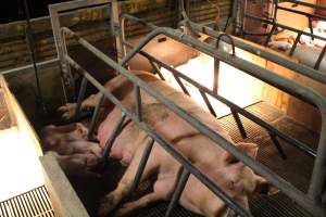 Sow in Crate - Captured at Glasshouse Country Farms, Beerburrum QLD Australia.