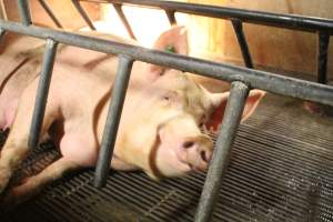 Sow looking up - Captured at Glasshouse Country Farms, Beerburrum QLD Australia.