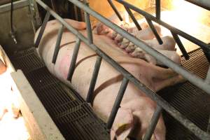 Piglets feeding - Captured at Glasshouse Country Farms, Beerburrum QLD Australia.