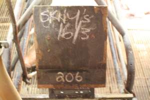 Chalk of Skinny piglets in the litter 2 - Captured at Glasshouse Country Farms, Beerburrum QLD Australia.