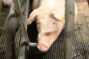 Sad Sow - Captured at Glasshouse Country Farms, Beerburrum QLD Australia.