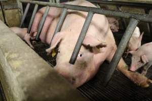 Depressed Sow - Captured at Glasshouse Country Farms, Beerburrum QLD Australia.