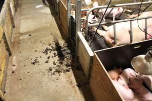 Pigs waste in aisle - Captured at Glasshouse Country Farms, Beerburrum QLD Australia.