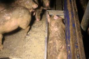 Pig stuck in water trough - Captured at Glasshouse Country Farms, Beerburrum QLD Australia.