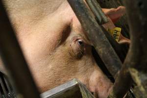 Sow in crate - Captured at Glasshouse Country Farms, Beerburrum QLD Australia.