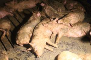 Pigs in grower pens - Captured at Glasshouse Country Farms, Beerburrum QLD Australia.