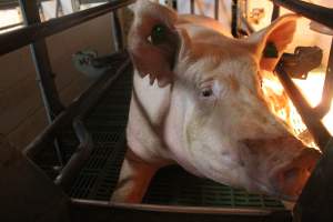 Sow in crate - Captured at Glasshouse Country Farms, Beerburrum QLD Australia.